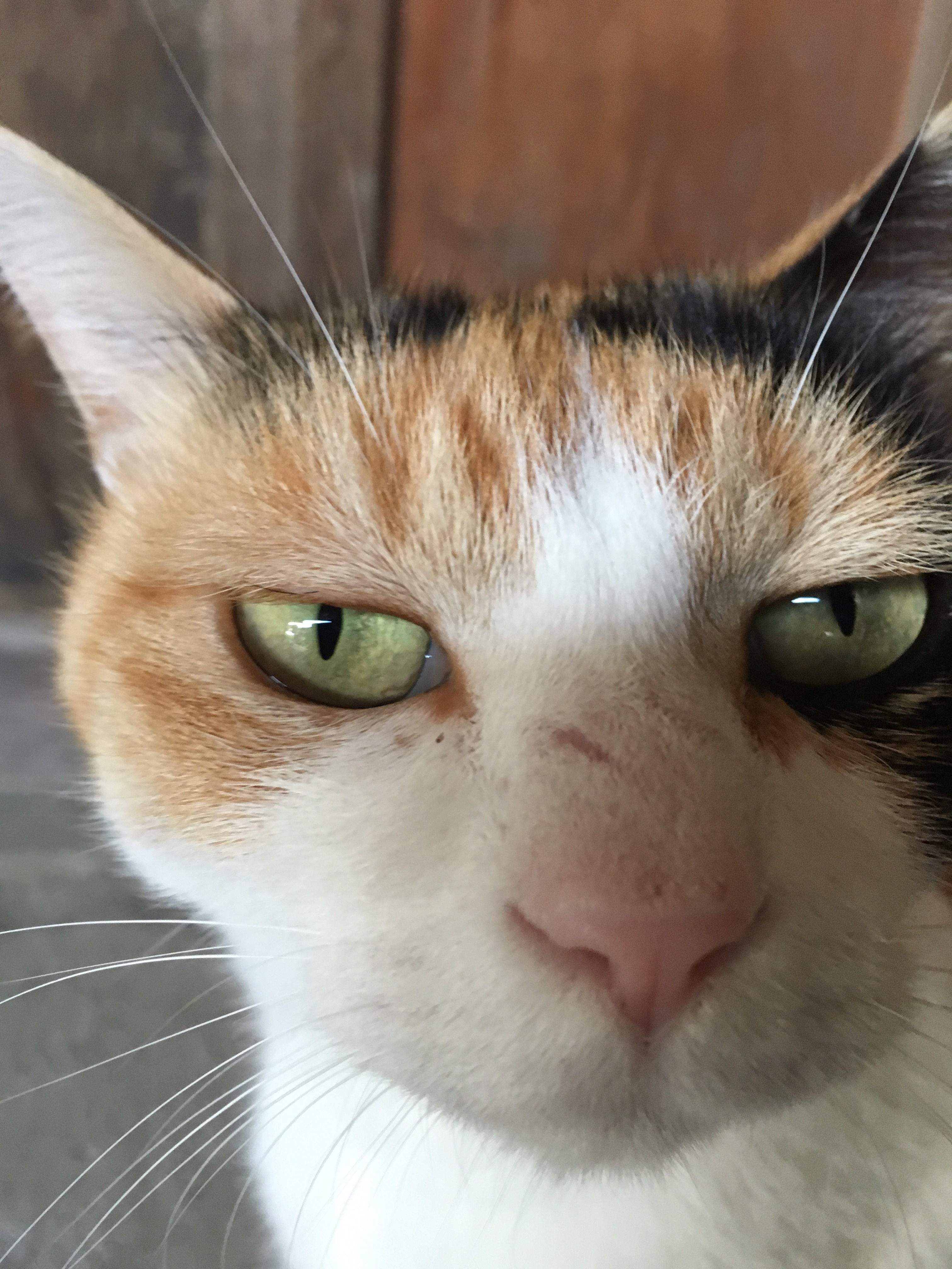 Tinder profile picture for @todd