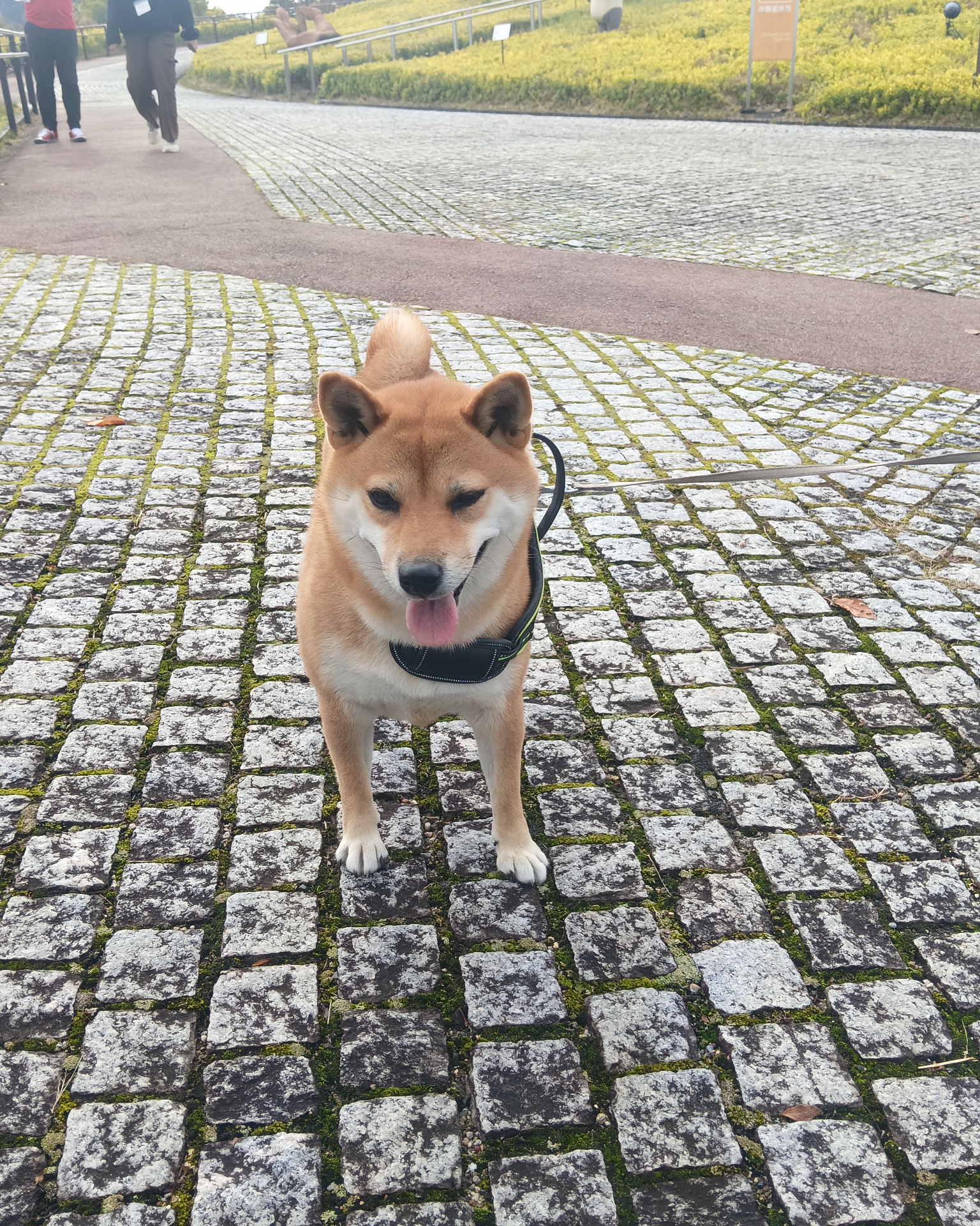 Tinder profile picture for @trophy