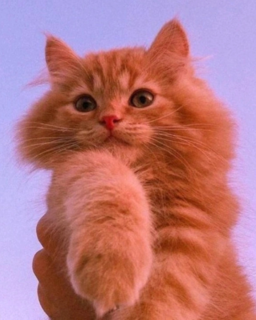 Tinder profile picture for @fiance