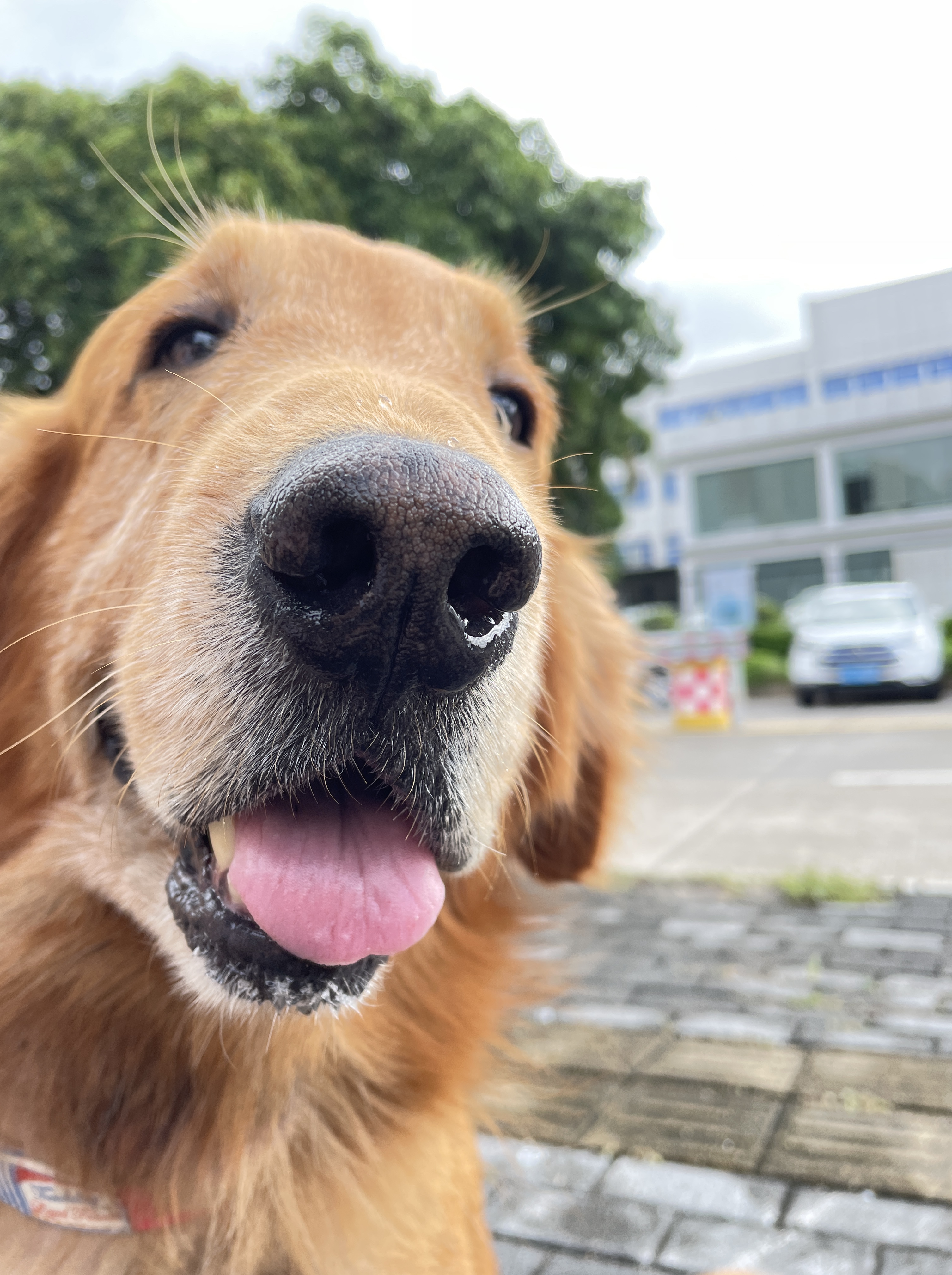 Tinder profile picture for @zeppelin