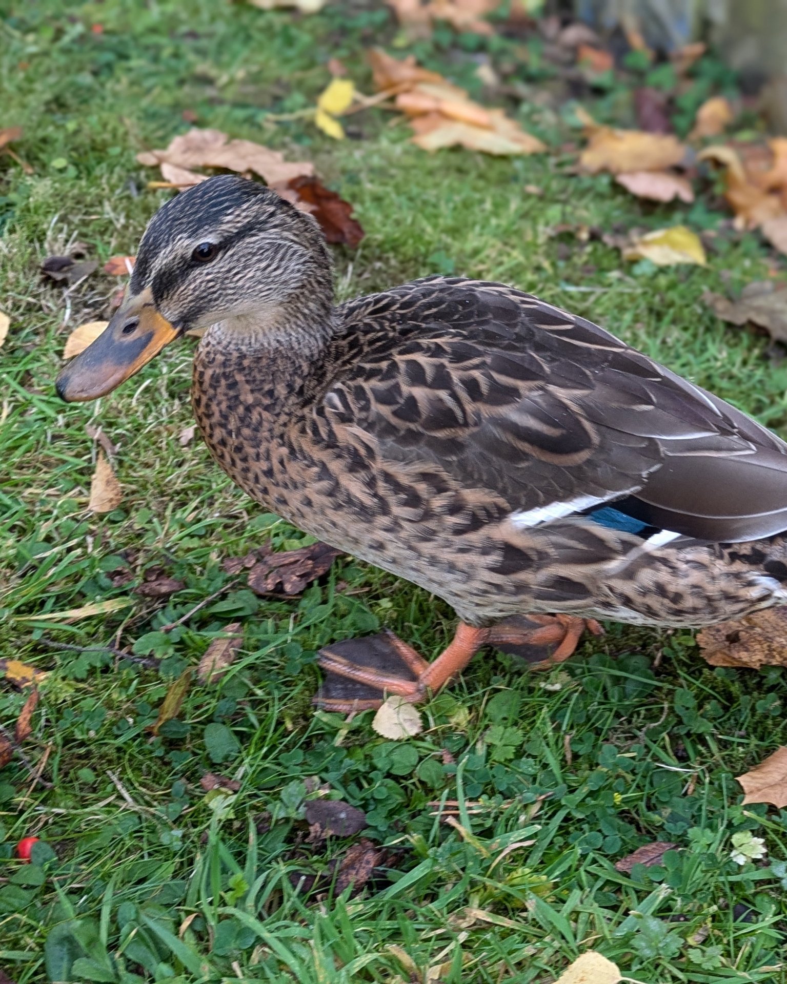 Tinder profile picture for @ducky