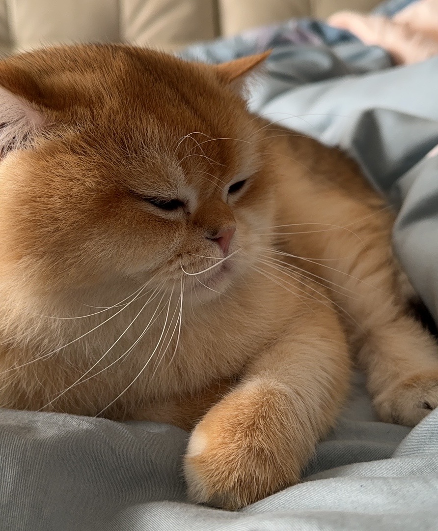 Tinder profile picture for @fluffy