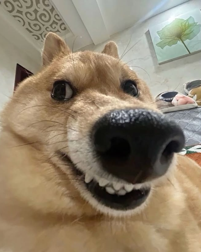 Tinder profile picture for @kyuu