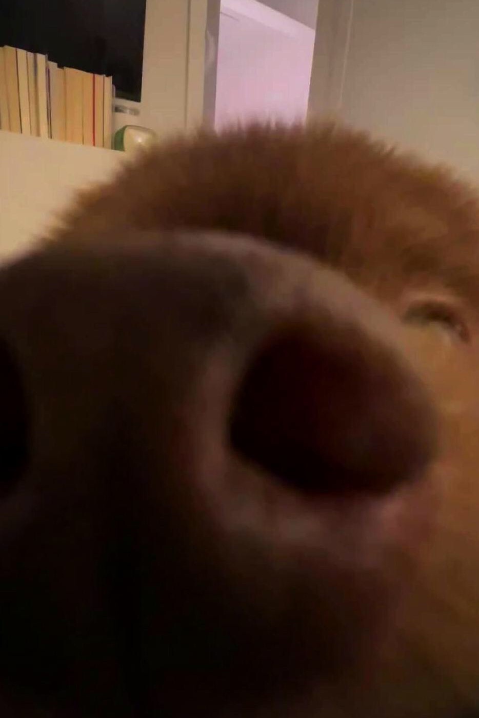 Tinder profile picture for @clogged